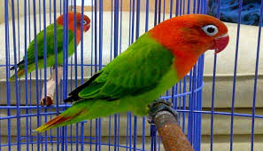 Prediksi Harga Lovebird Tahun 2019 2020 Oleh Redaksikicau Com