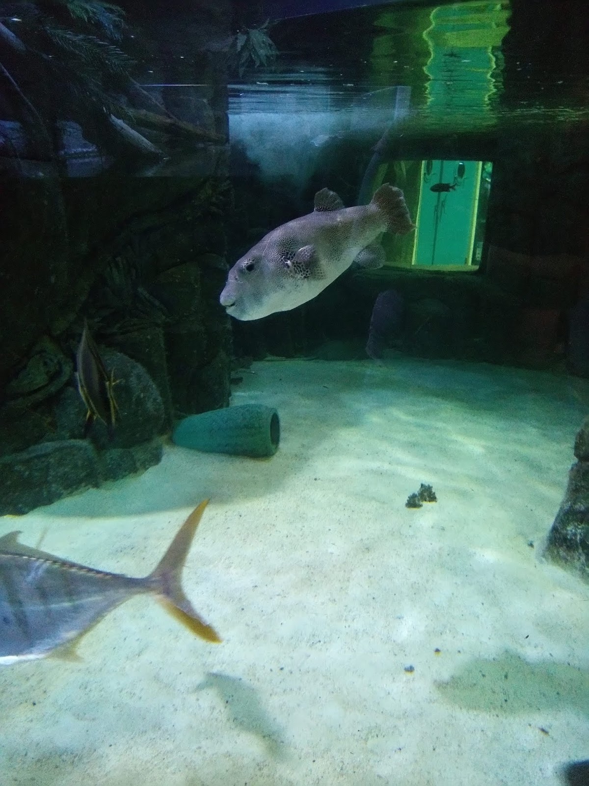 Life is what it's Called Aquarium of Boise with GetOutPass Idaho