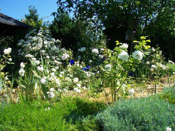 L Age Bleu Rosenpark Sommer Nachlese