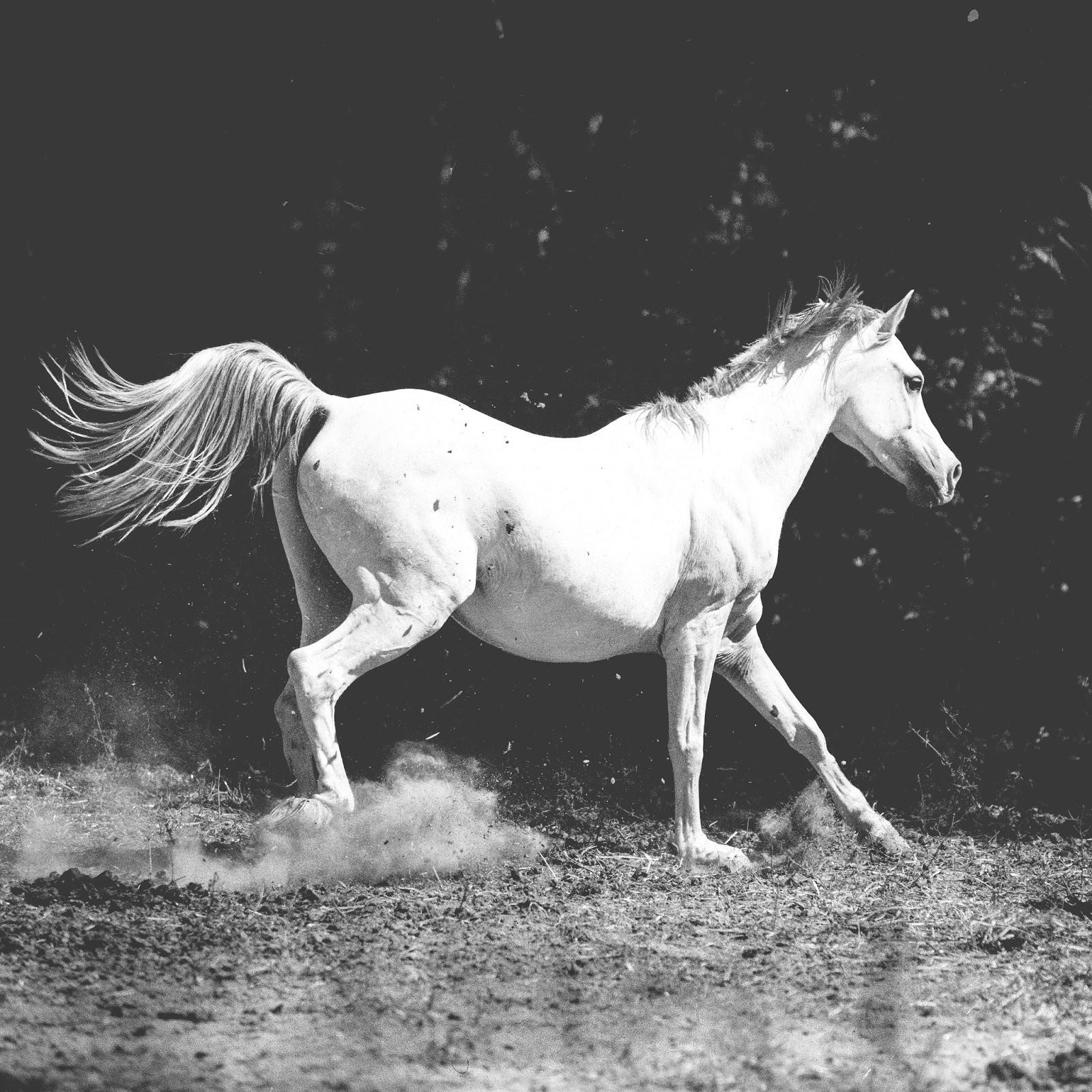 Белые лошадки песня. Год белой лошади 1990. White Horse песня. Белую лошадь покрасили. White Horse клип.