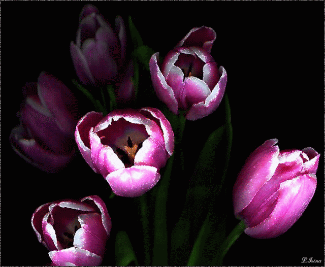 Decent Image Scraps Tulips, Flower beauty, Flowers