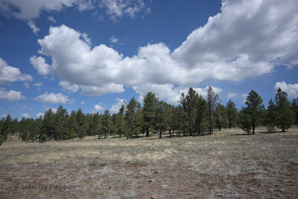 Little House on Wheels Luna Lake Campground, Alpine AZ