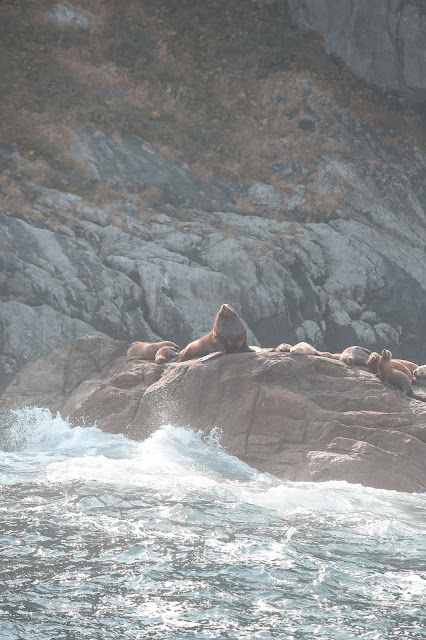 Wildlife, Major Marine Tour, Kenai Fjords