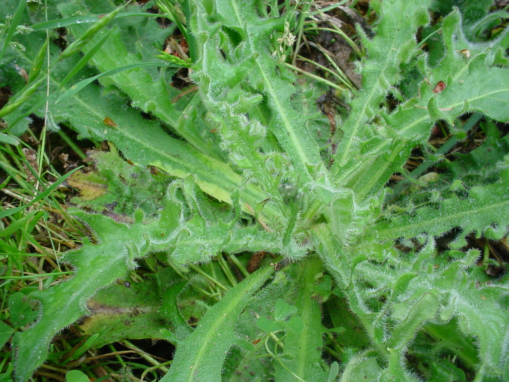 Garden of Discovery Weedy Wednesday Is That A Real Dandelion?