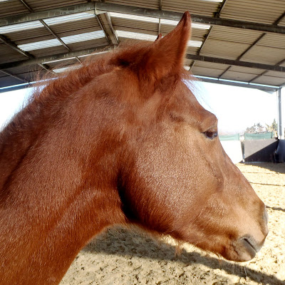 Hommes Et Chevaux Citations