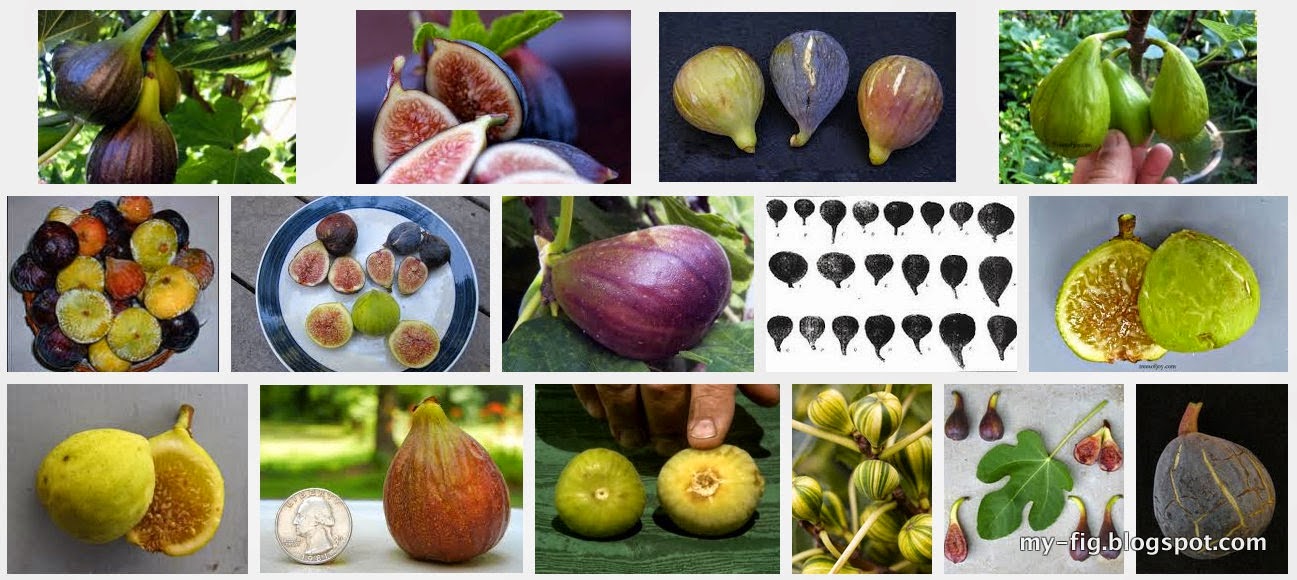 Other Names And Origin Fig Varieties HMZ NURSERY