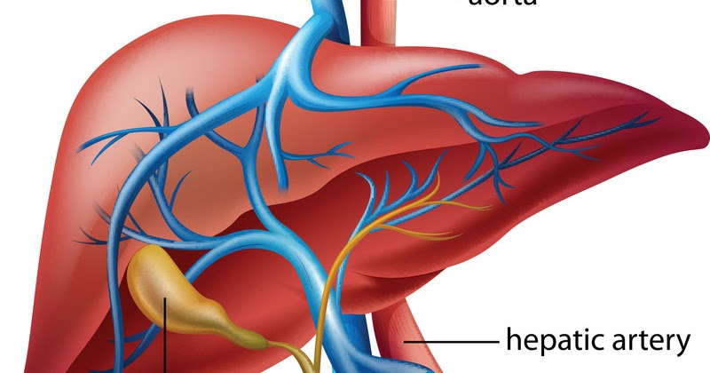 Liver Function Digestive System