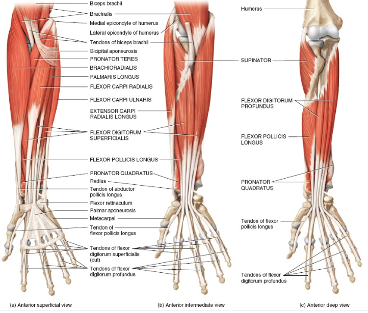 Anatomi Pronator Kuadratus Origo Insersi Aksi Saraf Arteri Sipat