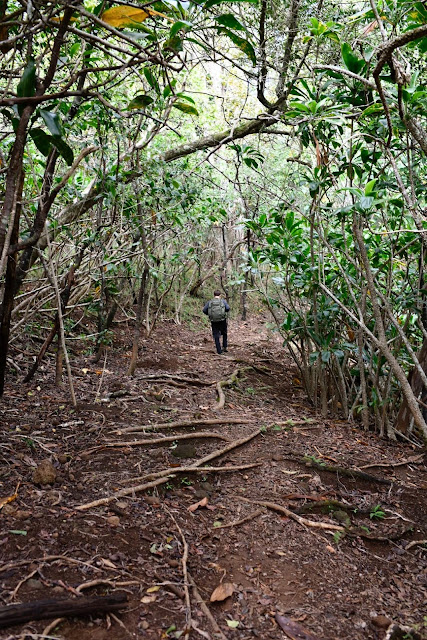 Muliwai trail to Waimanu Hawaii Photographer Sarah Bello