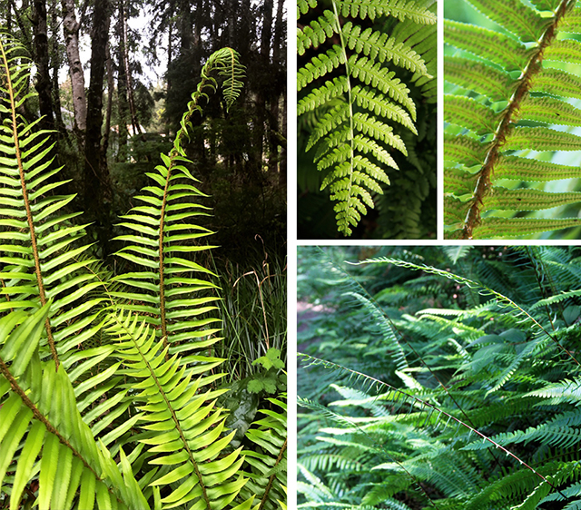 stencil and stamp with ferns