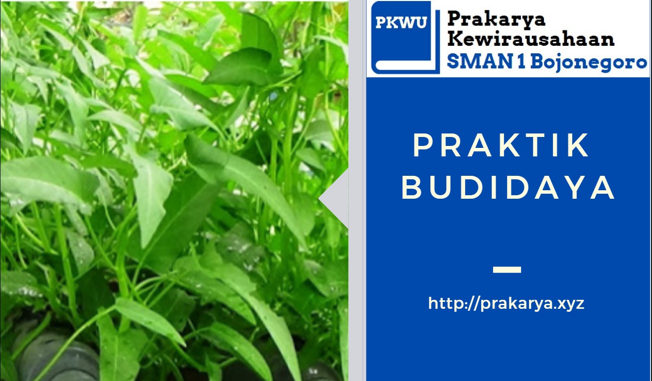 Laporan Lengkap Praktik Budidaya Tanaman Kangkung SIstem