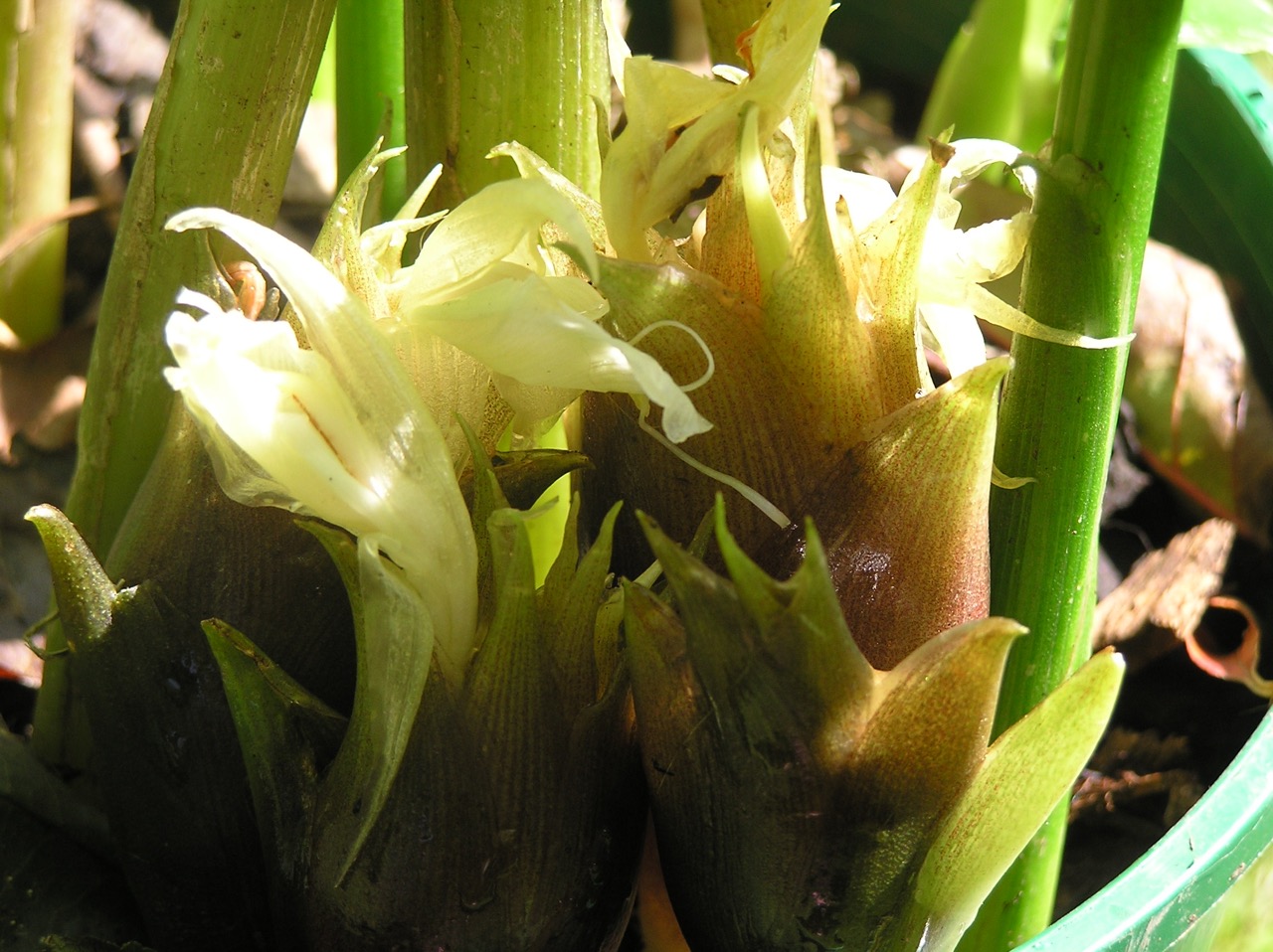 An angel in the kitchen Pickled Myoga Ginger Flowers & Sushi Ginger