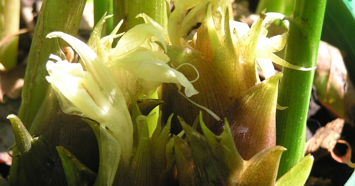 An angel in the kitchen Pickled Myoga Ginger Flowers & Sushi Ginger
