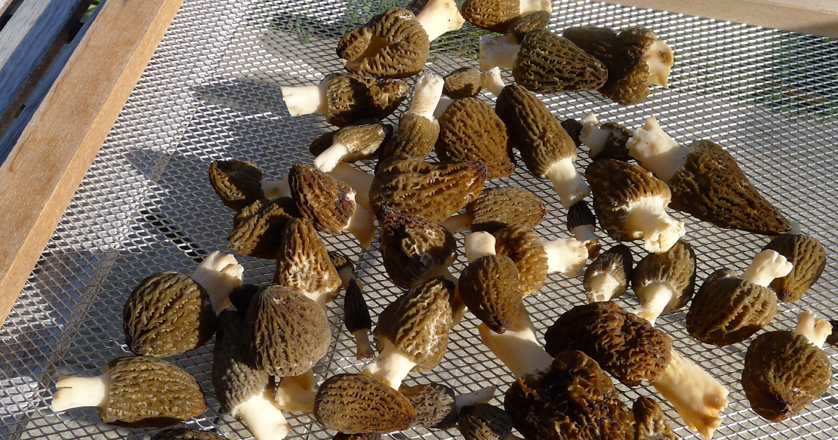 La morille du Grésivaudan XII. La méthode chinoise de culture des morilles pour les nuls