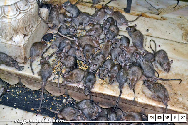 Karni Mata - Templo de las Ratas - Deshnok - Bikaner - India