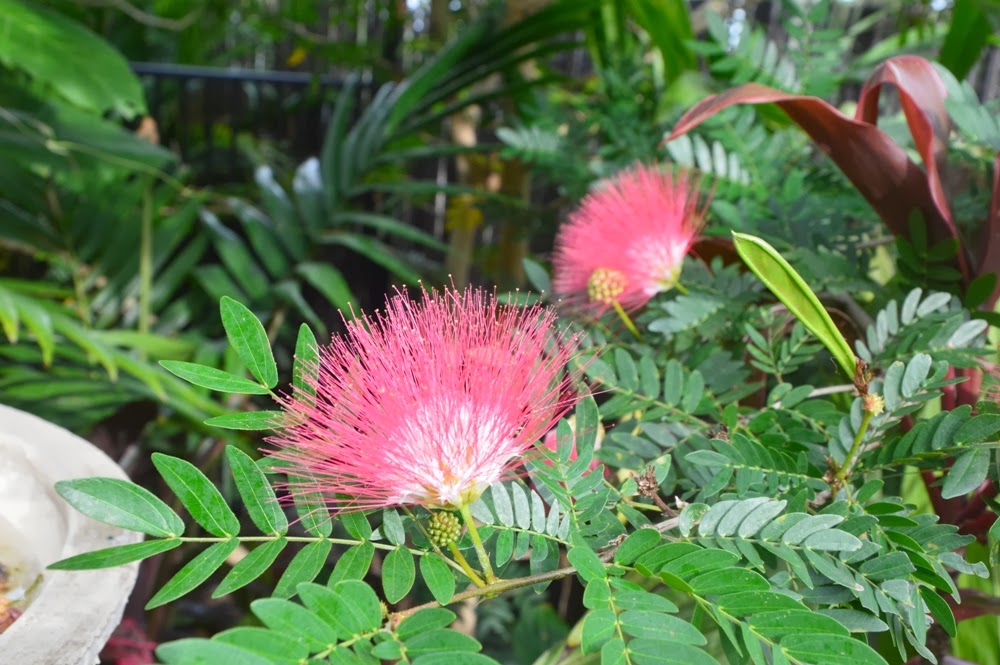 Tropical Breeze is a Sydney tropical garden filled with a wide variety ...