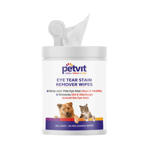 Cat Eye Infection And Treatment In Summer │Will Cat Conjunctivitis go