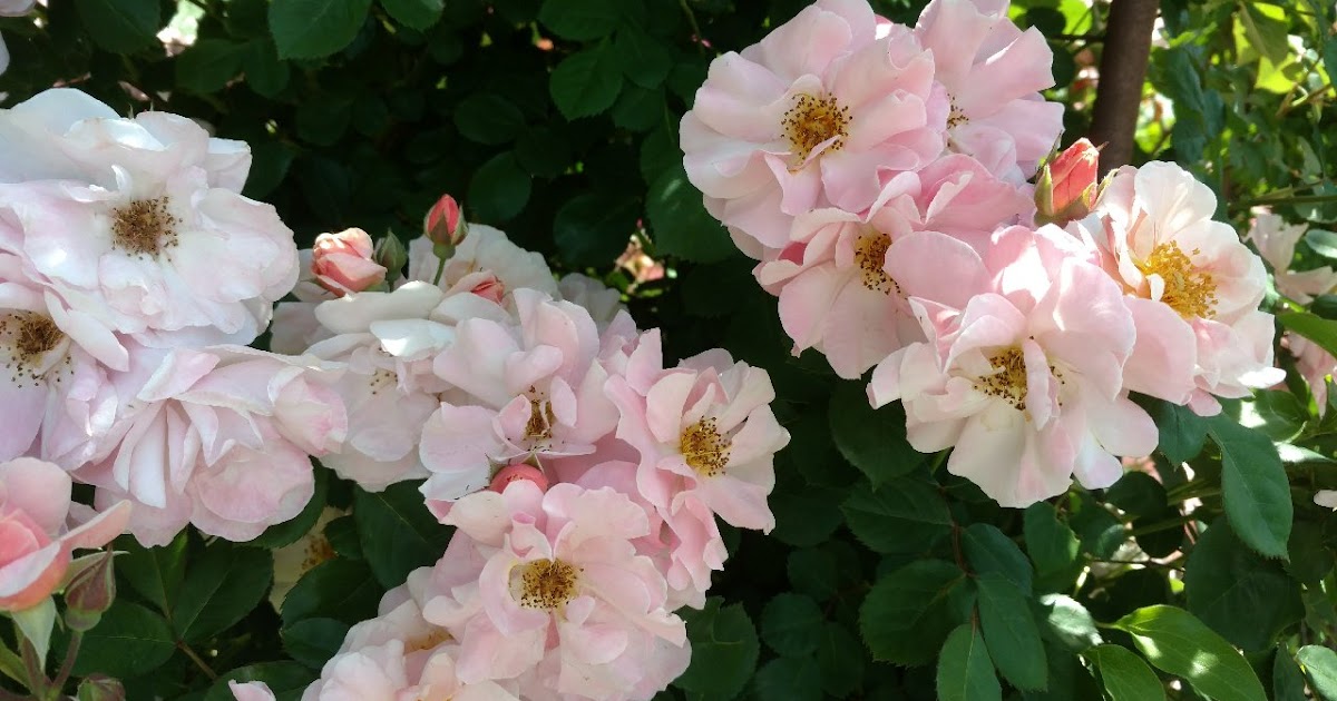 Green Acres hosts Sierra Foothills rose show