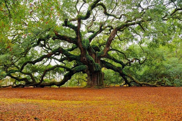 1500 year old Angel Oak in Charleston, South Carolina, USA