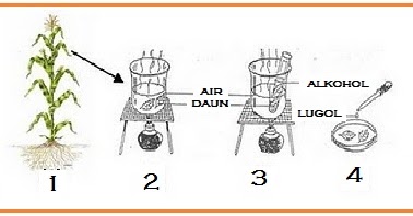Everything In My Life Percobaan Sachs