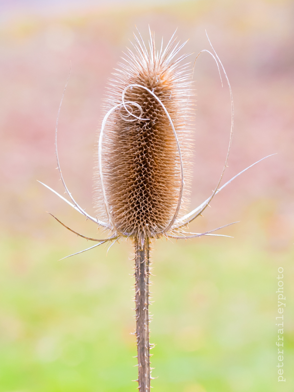 Peter Frailey Photography Blog One Photo Dried Teasel Flower Head