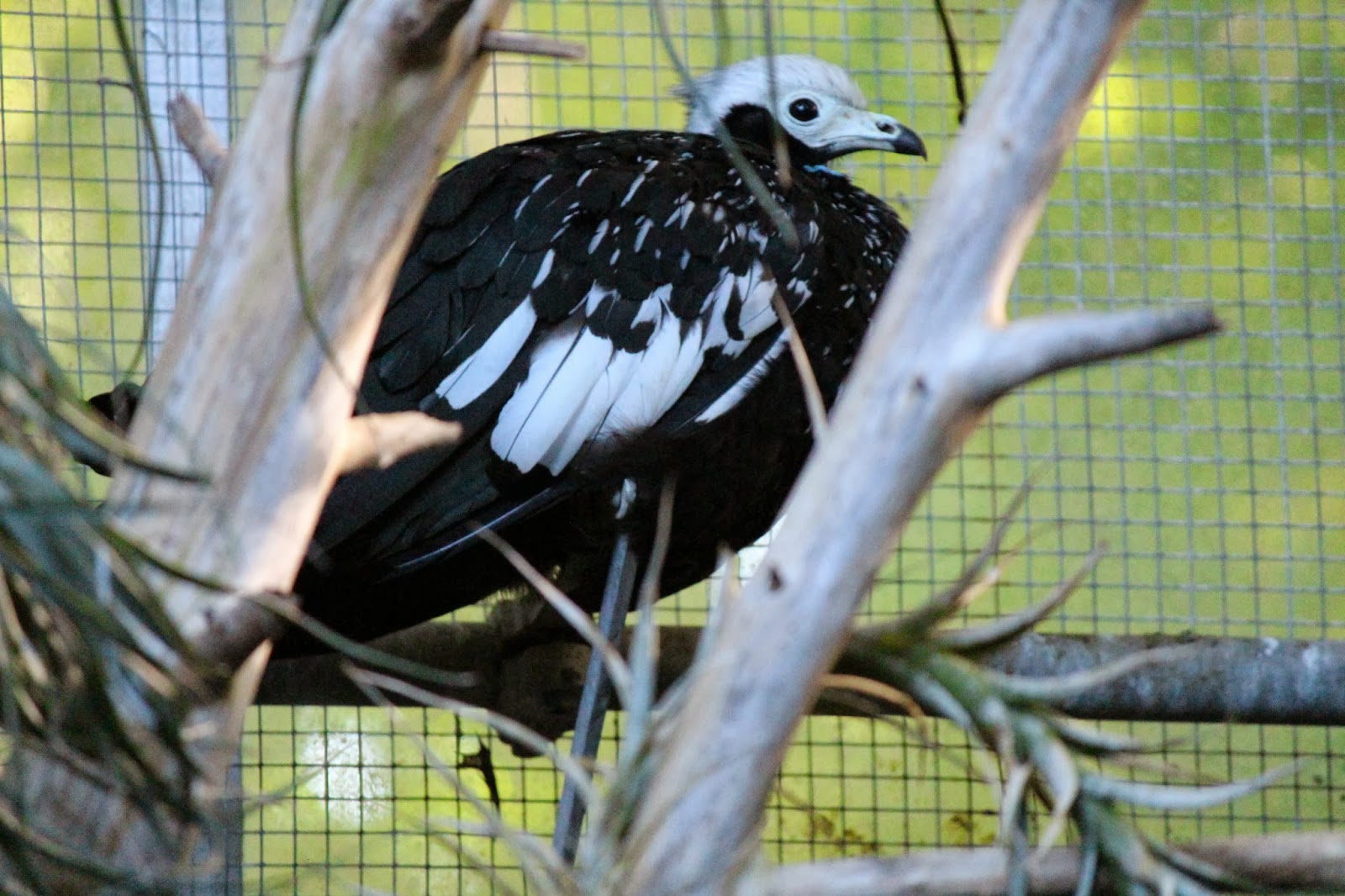 TORONTO ZOO PHOTOGRAPHY by Derick Chik Birds All Species Special