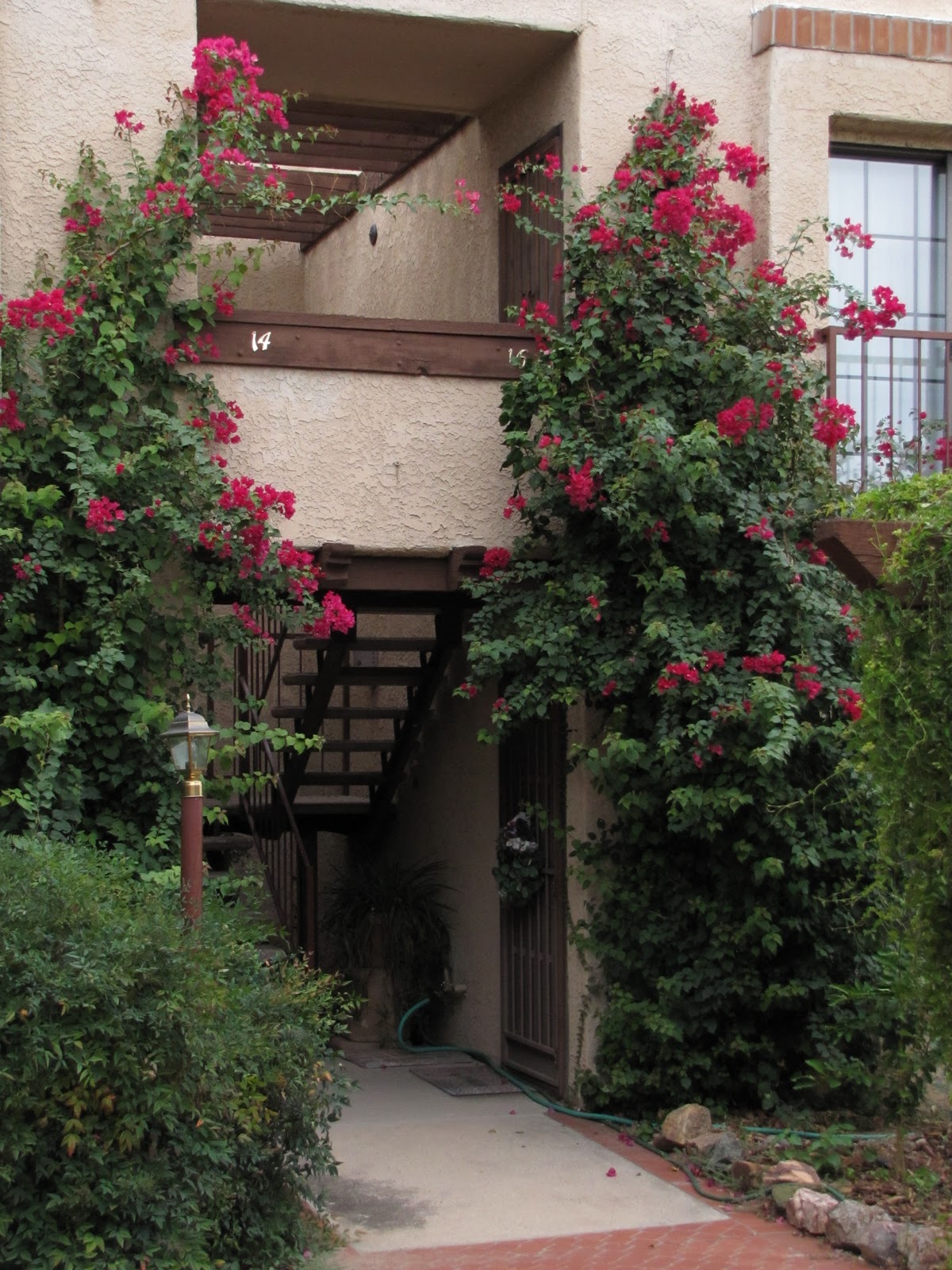 Las Aventuras Drought Tolerant Plants for Tucson