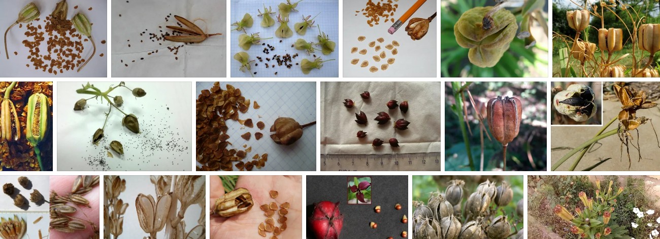 Какие семена лилии. Примула японская семенные коробочки. Семенная коробочка лилии. Семенные коробочки дельфиниума. Лилия семена