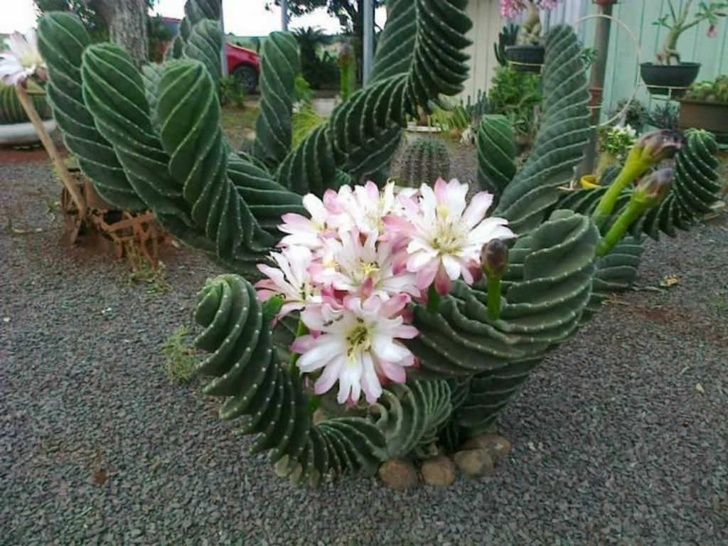 Diário de uma Sementeira: Cactos dão flores?