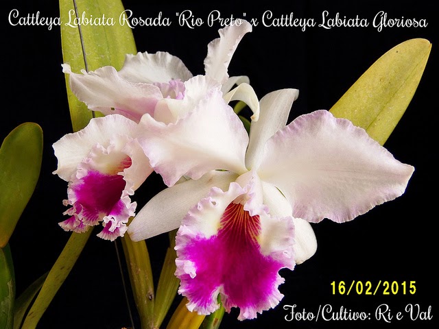 ORQUÍDEAS FLORES PERFEITAS: Cattleya Labiata Rosada 