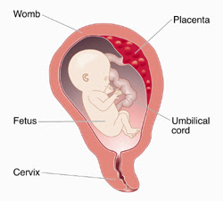 Human placental lactogen Definition, Function, Test, Initiates labor