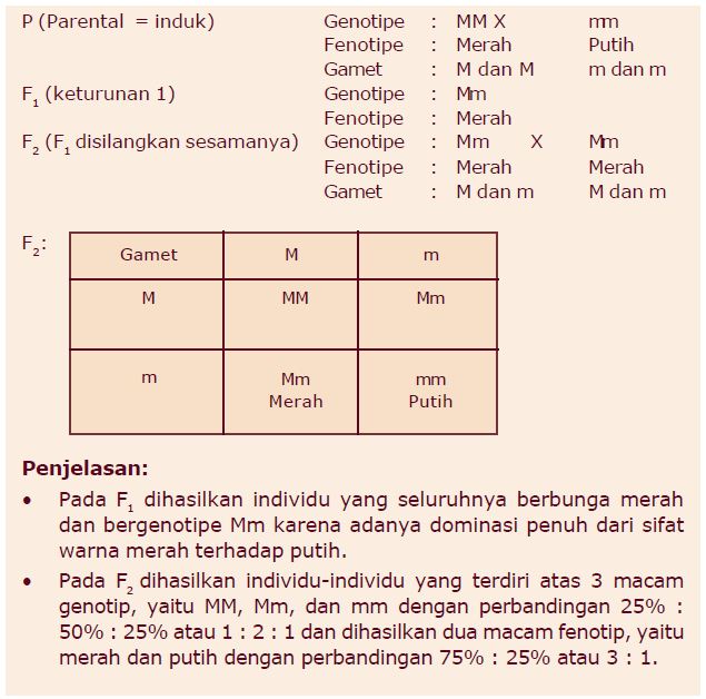 Contoh Persilangan Monohibrid dan Dihibrid