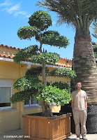 ficus-nitida-bonsai-barnaplant