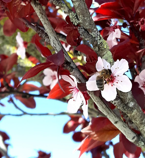 a Bella e o Mundo - bee in pink spring