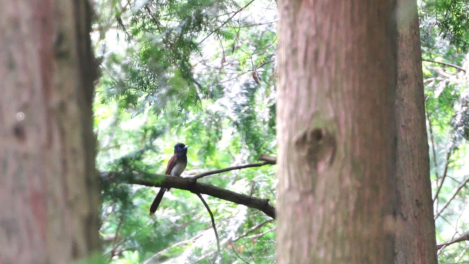 常緑樹林:その正体、特徴、動植物