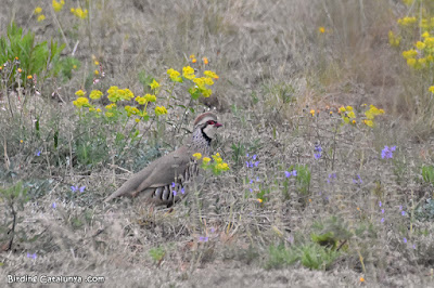 Perdiu roja (Alectoris rufa)