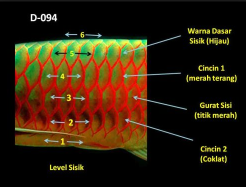 Ini Dia Cara Praktis Budidaya Ikan Arwana Golden Red Asal ...