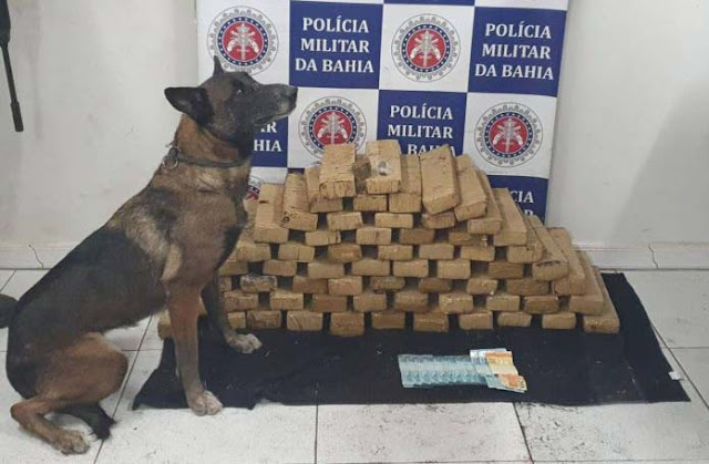 Cadela detecta 52 quilos de maconha dentro de veículo em Porto Seguro