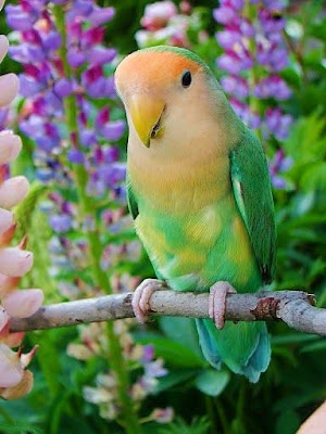 Parrots and flowers 