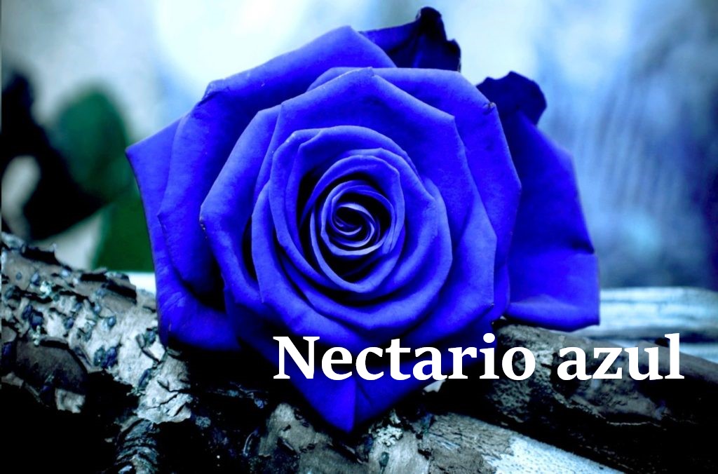 NECTARIO AZUL