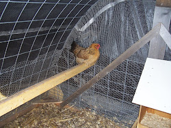 hoop coop chicken roost garden idea corner update joe journal pen
