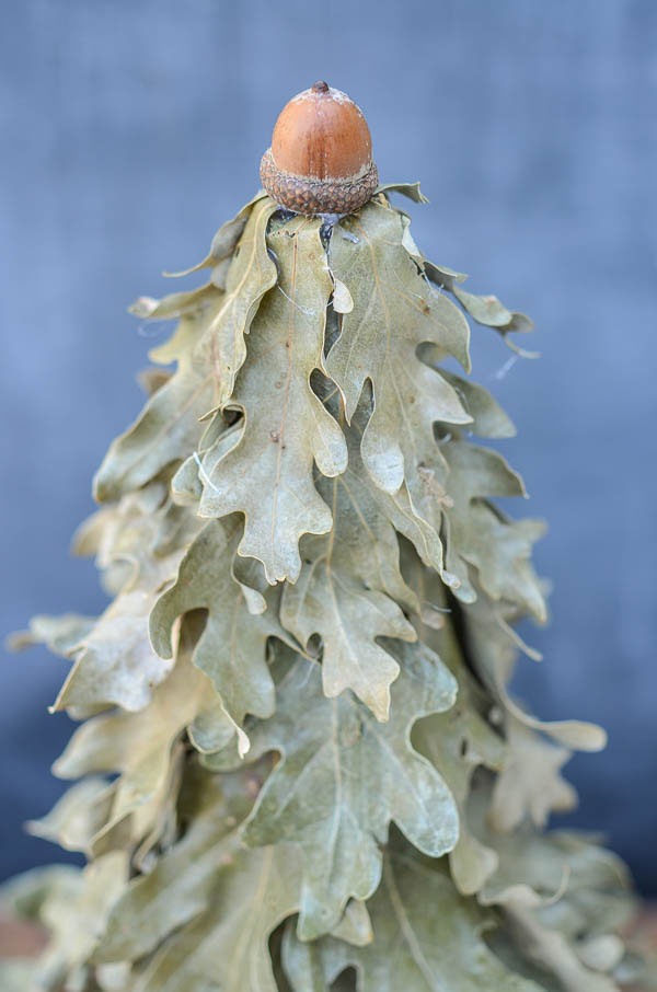 Learn how to use dried oak leaves to create a beautiful tree for your fall decor.  Created by anderson + grant for Craftberry Bush.