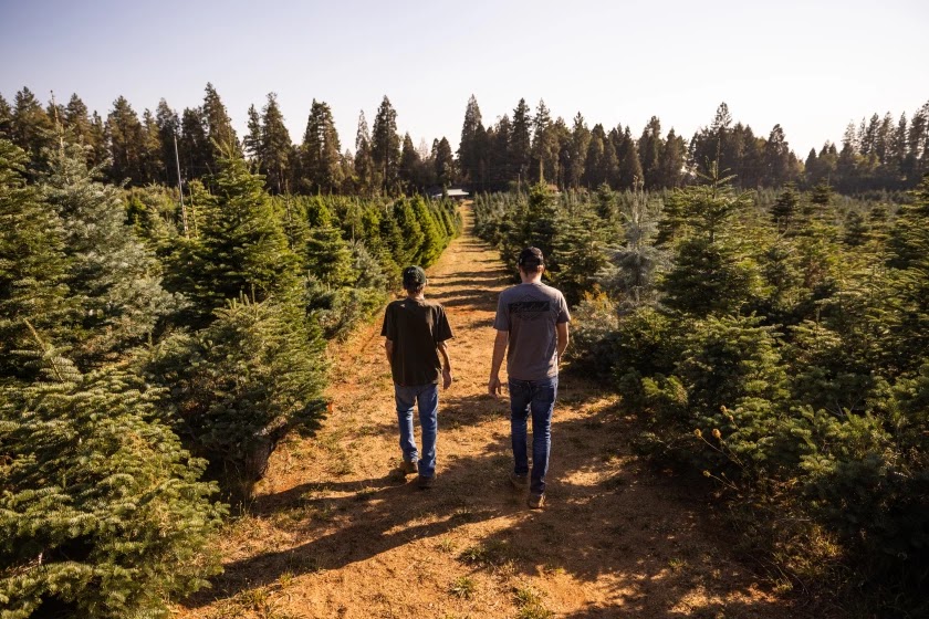 For 70 years, Christmas trees were the family business.