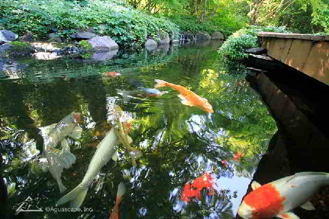 Aquascape Koi Pond