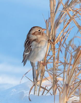 Photo of Field Sparrow in snowy grass Photo of Field Sparrow in snowy grass