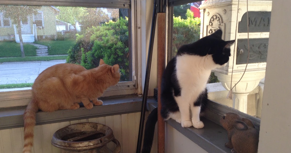 It's all about the cats! Double porch kitties
