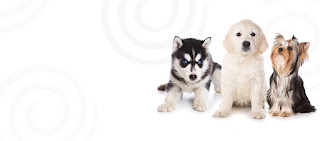 Willst du Hundepflegeprodukte? Suche nach dem besten Online-Shop, um es zu bekommen
