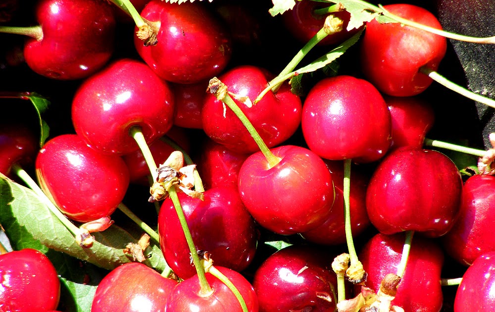 Loire Valley Time Travel Cherries in the Loire Valley