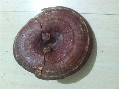 Ganoderma Mushroom Company in Hyderabad
