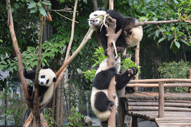 Centre de recherche des pandas à Chengdu